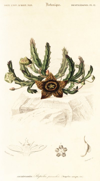 Kwiat gwiazdy, Orbea variegata.,1849 (grawerowanie) autorstwa Louis Joseph Edouard Maubert