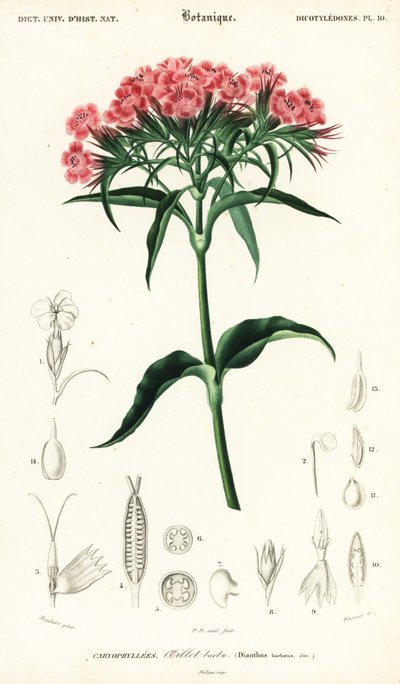 Słodki William, Dianthus barbatus.,1849 (grafika) autorstwa Louis Joseph Edouard Maubert
