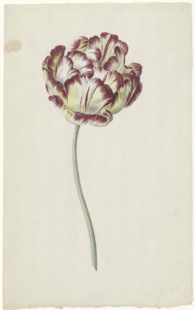 Tulipan autorstwa Louis Moritz