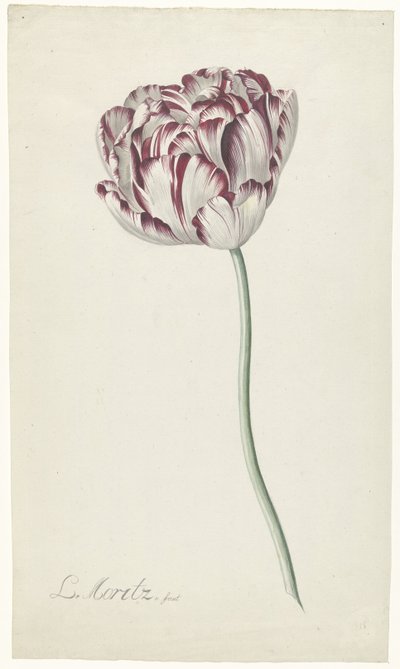 Tulipan autorstwa Louis Moritz