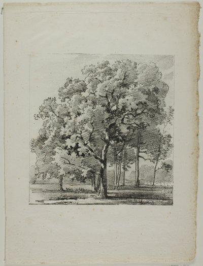 Studium Drzew autorstwa Louis Pierre Baltard