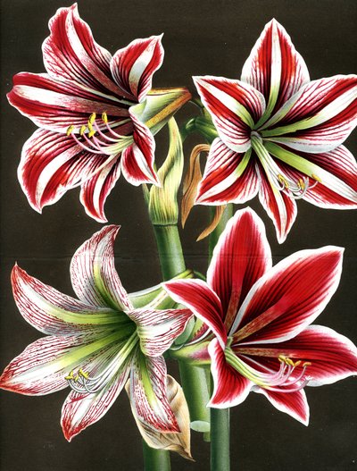 AMARYLIS HIPPEASTRA (grawerunek) autorstwa Louis Van Houtte