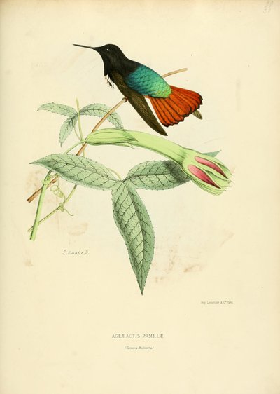 Aglaeactis pamelae autorstwa Louis Victor Bevalet