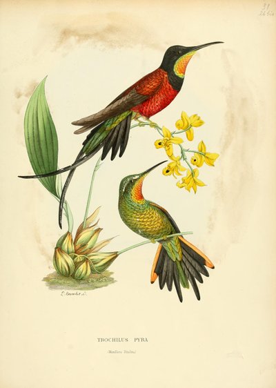 Koło pasowe Pyra = Pyra topaz autorstwa Louis Victor Bevalet