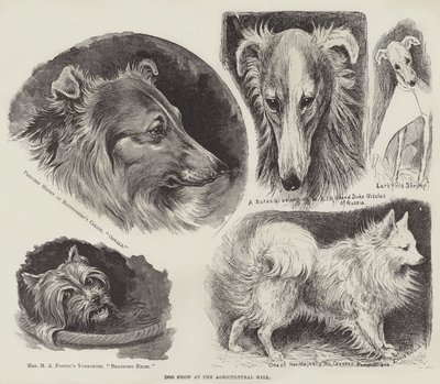 Wystawa w Hali Rolniczej autorstwa Louis Wain