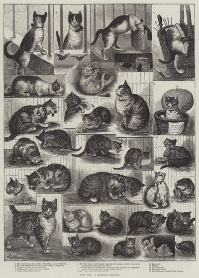 Nasze koty, historia domowa autorstwa Louis Wain