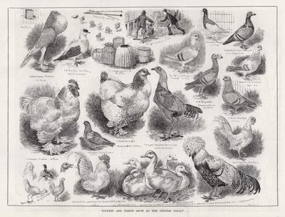 Pokaz drobiu i gołębi w Kryształowym Pałacu (grawerowanie) autorstwa Louis Wain