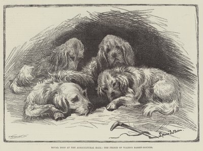 Królewskie psy w sali rolniczej, Basset-Hounds księcia Walii autorstwa Louis Wain
