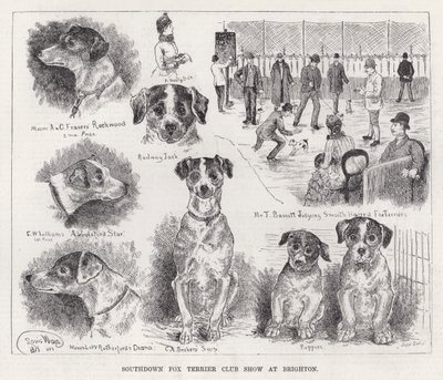 Klubowa Wystawa Foksterierów Southdown w Brighton (grawerowanie) autorstwa Louis Wain