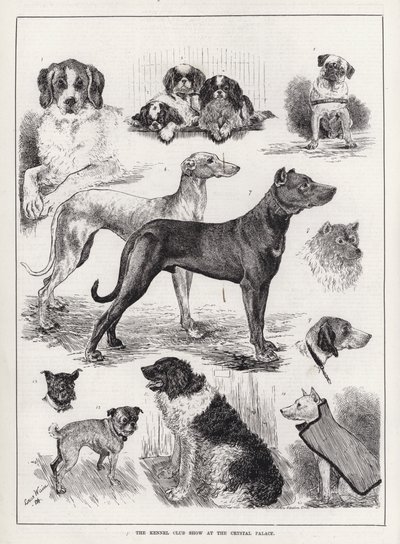 Klubowa Wystawa Kynologiczna w Crystal Palace (grafika) autorstwa Louis Wain