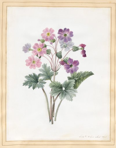 Hybrydowa Auricula (wc na welinie) autorstwa Louise DOrleans