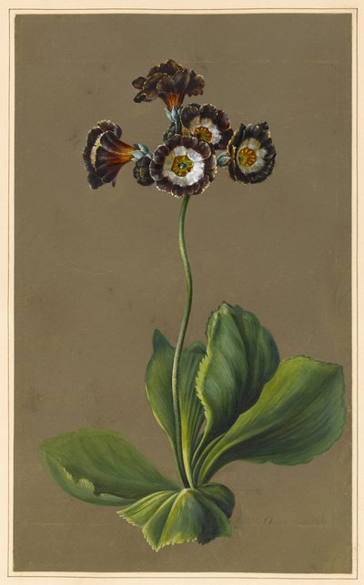 Hybrydowa Auricula, 1830 (kolor nadwozia na papierze z przygotowanym podkładem) autorstwa Louise DOrleans