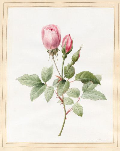 Różowa róża i pąki, 1826 (toaleta z odrobiną koloru nadwozia na welinie) autorstwa Louise DOrleans