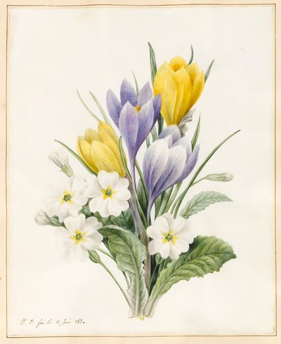 Białe pierwiosnki i wczesne krokusy hybrydowe, 1830 (wc z odrobiną koloru ciała na welinie) autorstwa Louise DOrleans
