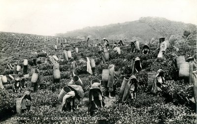Zrywanie herbaty, posiadłość na wsi, Cejlon, ok. 1900-1930 (zdjęcie czarno-białe) autorstwa Ltd. Ceylon Plâté