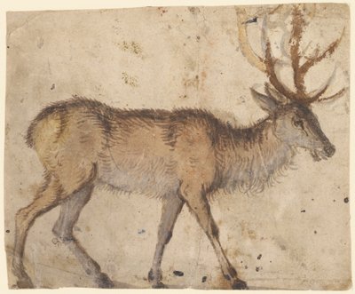 Studium jelenia (recto); Studium kóz (verso) autorstwa Lucas Cranach the Elder