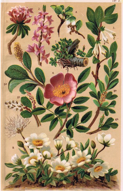 Rośliny alpejskie, ilustracja z „Alpine Flora” profesora C.S. Schrotera, opublikowana w 1921 r. autorstwa Ludwig Schroter