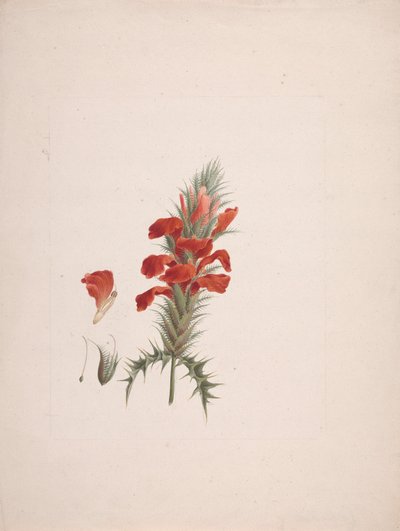 Acanthus Sennii Chiov. : gotowy rysunek z dodanymi szczegółami autorstwa Luigi Balugani