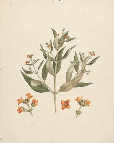Avicennia marina (Forssk.) Vierh. (białe mangrowe): gotowy rysunek kwitnącego pędu ze szczegółami kwiatów autorstwa Luigi Balugani