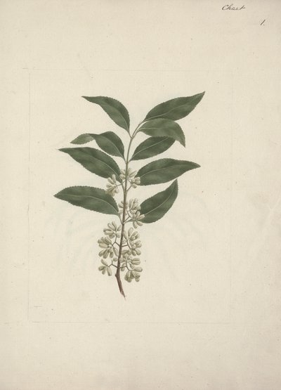 Historia Edulis Forsk. (Khat): Gotowy rysunek autorstwa Luigi Balugani