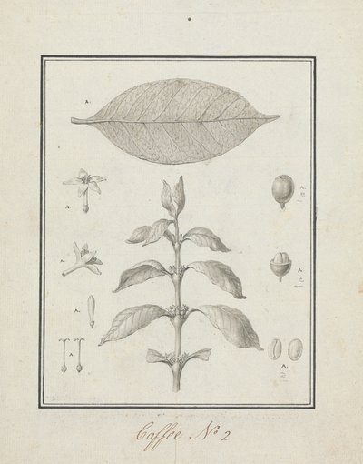 Coffea arabica L. (Café Arábica): desenho finalizado de broto folhoso, com detalhes de flores, folha e polimento de frutas autorstwa Luigi Balugani