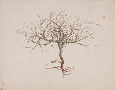 Commiphora gileadensis (L.) C. Chr. (Bálsamo de Gileade, Opobalsam): desenho finalizado se o hábito da árvore (com raízes)polonês autorstwa Luigi Balugani