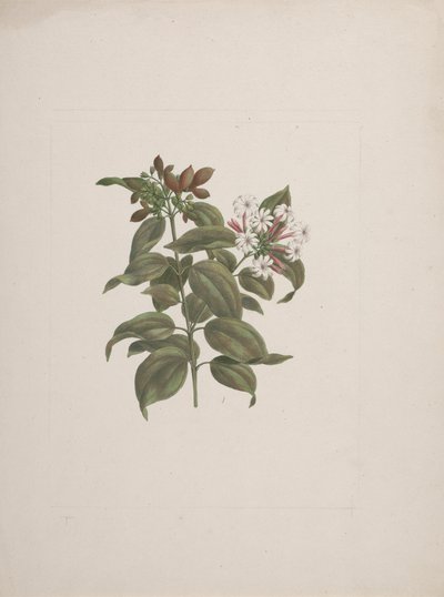 Jasminum dichotomum Vahl (jaśmin afrykański): gotowy rysunek autorstwa Luigi Balugani