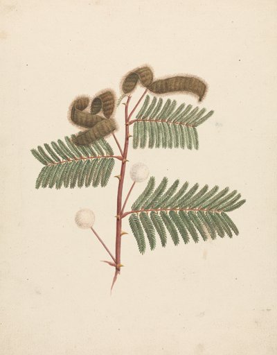Mimosa pigra (L.): gotowy rysunek autorstwa Luigi Balugani