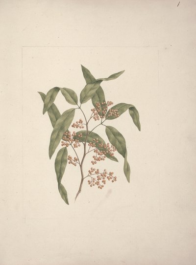 Rhus? retinorrhoea Oliver: gotowy rysunek autorstwa Luigi Balugani
