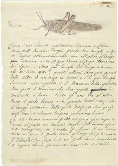 Studium szarańczy, z Miscellaneous Sketches in Wrapper (akwarela i długopis i tusz na papierze) autorstwa Luigi Balugani