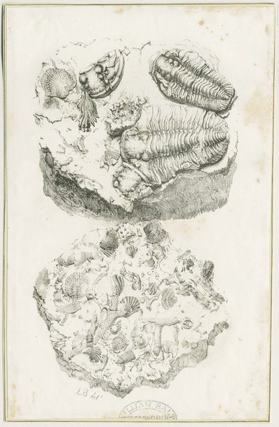 Dudley - Skamieniałości: litografia, bd [c 1825] (druk) autorstwa Luke Booker