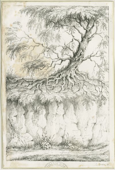 Dudley - Drzewo: litografia, nd [c 1825] (druk) autorstwa Luke Booker
