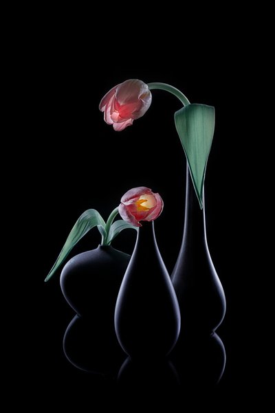 Eleganckie świetliste tulipany autorstwa Lydia Jacobs