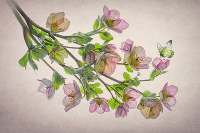 Eteryczny motyl ciemiernika autorstwa Lydia Jacobs