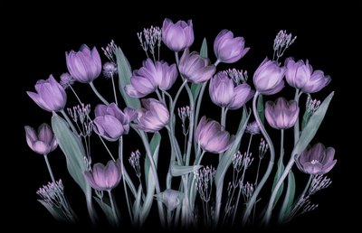 Promienne fioletowe tulipany autorstwa Lydia Jacobs