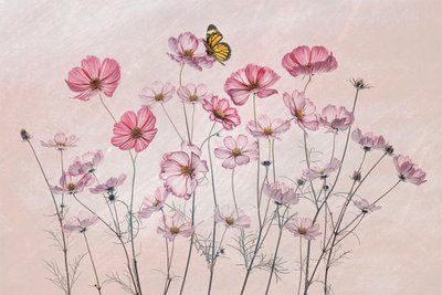 Różowy kosmos i motyl autorstwa Lydia Jacobs