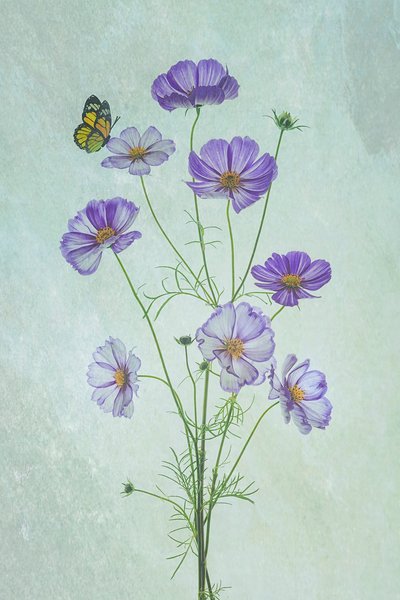 Fioletowy motyl kosmosu autorstwa Lydia Jacobs