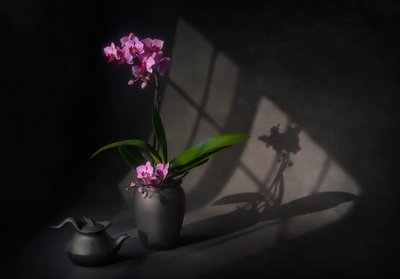 Elegancja orchidei w cieniu autorstwa Lydia Jacobs
