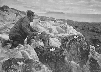Gniazda kormoranów, Wyspy Farne, ok. 1896 r. autorstwa M. Aunty