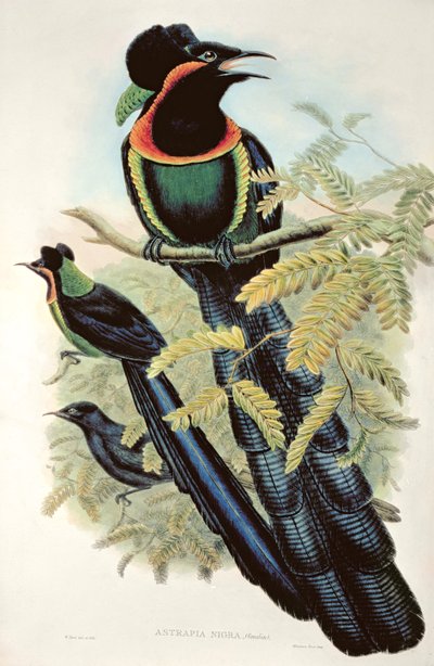 Arfak Astrapia, Astrapia Nigra - Rajski Ptak autorstwa M. Hart