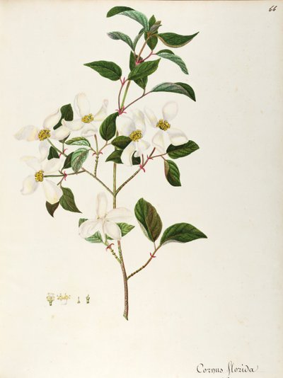 Dereń kwitnący (Cornus florida), Cornaceae, małe drzewo lub krzew pochodzący z Ameryki Północnej, akwarela autorstwa Maddalena Lisa Mussino