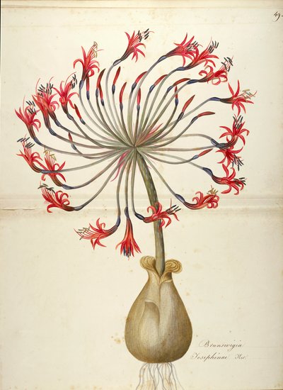 Lilia Josephine (Brunsvigia josephinae), Amaryllidaceae – Maddalena Lisa Mussino, akwarela autorstwa Maddalena Lisa Mussino