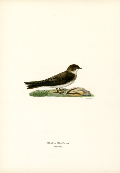 Sand Martin (kolor lito) autorstwa Magnus Ferdinand and Wilhelm von Wright