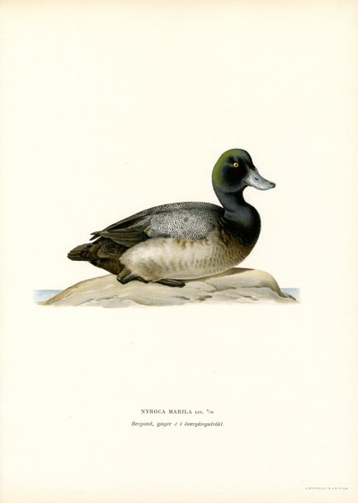 American Scaup Duck (kolor lito) autorstwa Magnus Ferdinand and Wilhelm von Wright