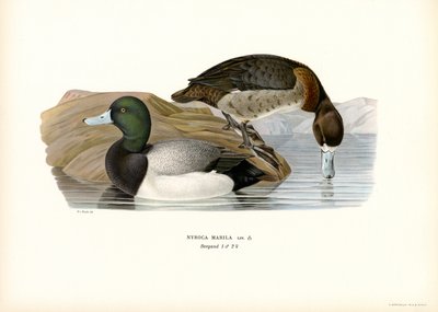American Scaup Duck (kolor lito) autorstwa Magnus Ferdinand and Wilhelm von Wright