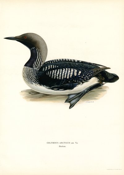 Arctic Loon (kolor lito) autorstwa Magnus Ferdinand and Wilhelm von Wright
