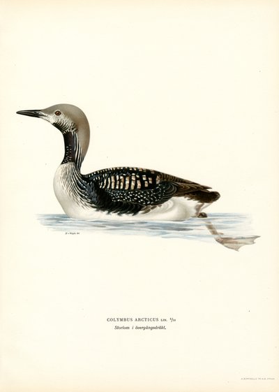 Arctic Loon (kolor lito) autorstwa Magnus Ferdinand and Wilhelm von Wright