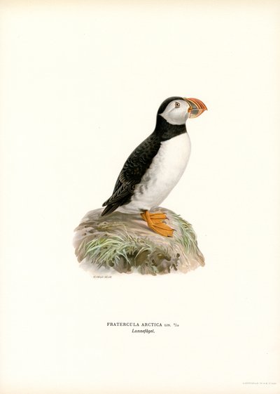 Maskonur (kolor lito) autorstwa Magnus Ferdinand and Wilhelm von Wright
