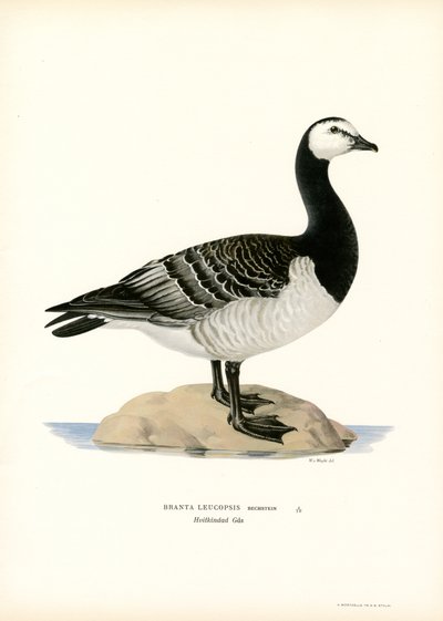 Bernikla (kolor lito) autorstwa Magnus Ferdinand and Wilhelm von Wright