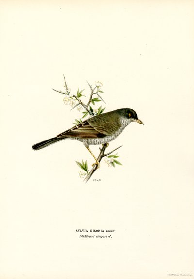 Barred Warbler (kolor lito) autorstwa Magnus Ferdinand and Wilhelm von Wright